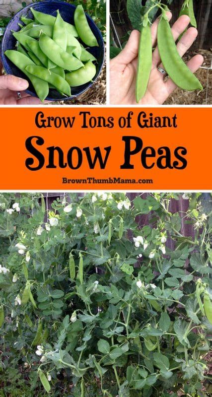 How To Plant And Grow Snow Peas Brown Thumb Mama
