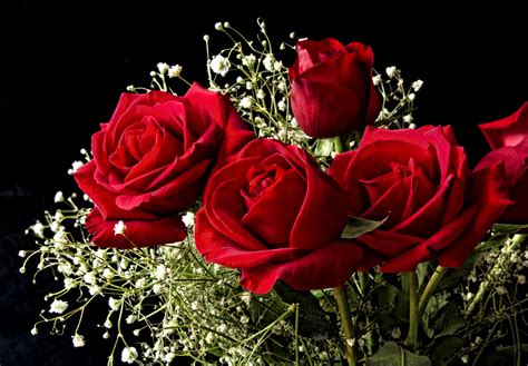 Beautiful flower picher, flower picher, flower picher download, flower picher s photo download, flower pictures, love flowers picher, rose flower picher. Red Flower HD Wallpapers