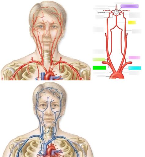 Arteries And Vein Diagram Quizlet
