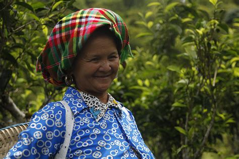 a-hmong-woman-discovering-tea