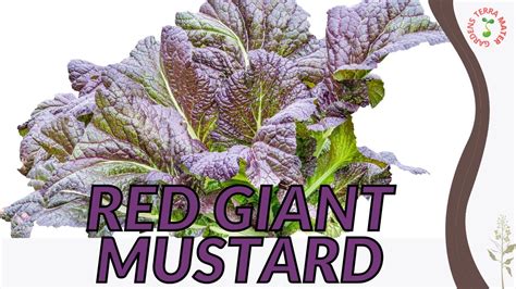 Red Giant Mustard Information And Growing Tips Youtube