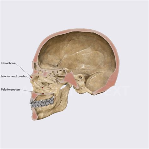 Nasal Cavity Skull Topography Head And Neck Anatomyapp Learn