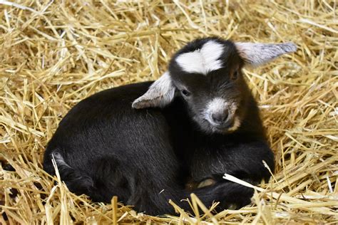 Welcoming New Baby Goats Born At Lollypop Farm Lollypop Farm