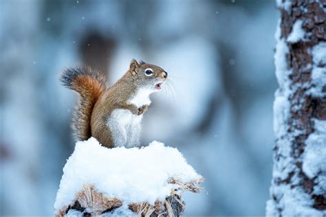 How Squirrels Survive The Snow Covered Months Jp Pest Services