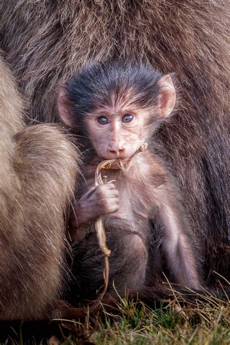 Best Of 2016 Baby Baboon T Kahler Photography