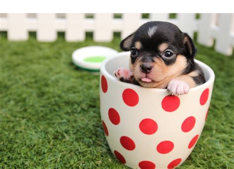 At bark avenue we believe that leaving your pet behind should not be a difficult and emotional experience. Contact Us: Noah's Bark Pet Resort, Premier Pet Services ...