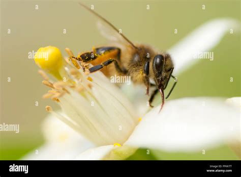 Honey Bee Pollinating Citrus Blossom Stock Photo Alamy