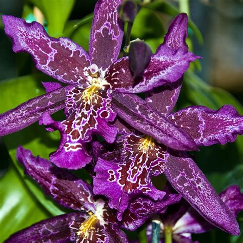 Breathtaking Orchid Flower Pictures Purple Orchids Unusual Flowers Beautiful Orchids