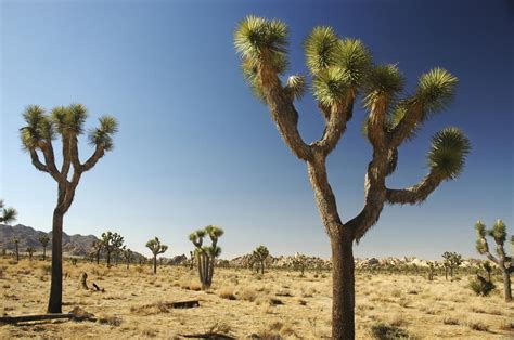 A Wonderful List Of Desert Plants That Are Good For Landscaping