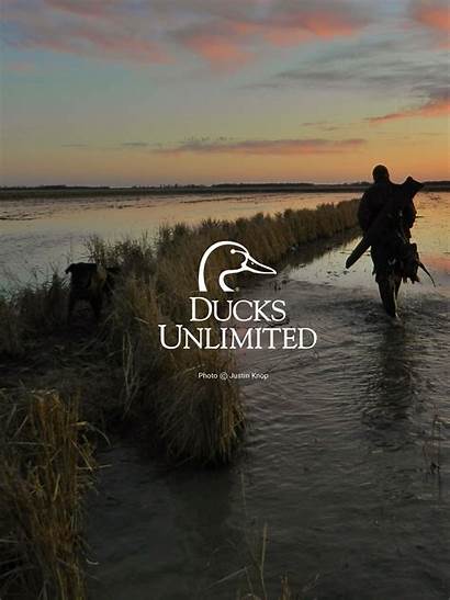 Ducks Unlimited Wallpapers Mobile Backgrounds Camo Windows
