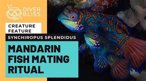Mandarin Fish Mating Underwater Fish Porn In Moalboal Cebu