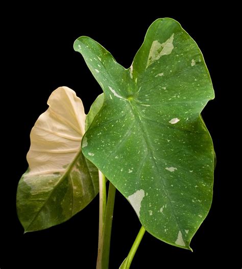 Variegated Taro Colocasia esculenta 'Elepaio' | Supposed to … | Flickr