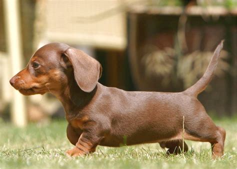 We provide this application to perspective pet parents so we can get to know you better. Teacup Dachshund Puppies For Sale Near Me