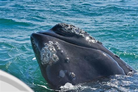 Whale Watching In Hermanus South Africa Guide 2023 Stingy Nomads