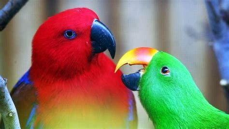 Young Male Eclectus Parrot Goes Missing During Free Flight Training On