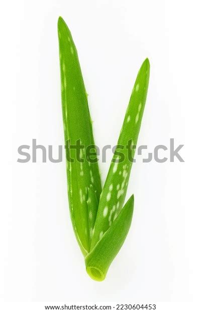Close Aloe Vera Water Drops Isolated Stock Photo 2230604453 Shutterstock