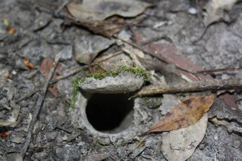 Do Rats Dig Holes And Tunnels How To Get Rid Of Them