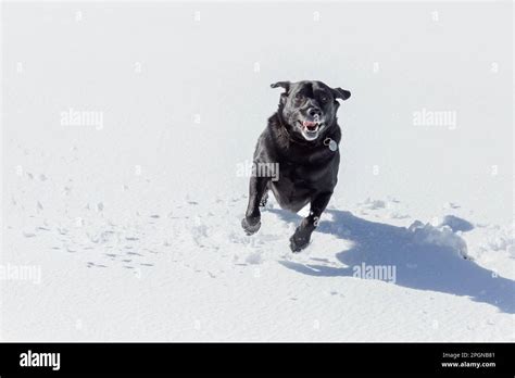 A Black Labrador Retriever Running In The Snow Stock Photo Alamy