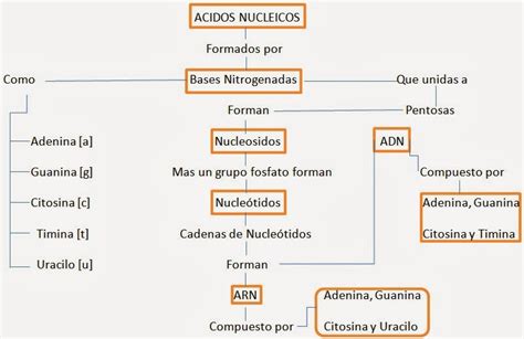 Mapa Mental Sobre Acidos Nucleicos Brainstack Images