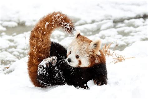 Red Panda Facts Critterfacts