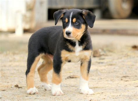 Titus Bernese Mountain Dog Mix Puppy For Sale Keystone
