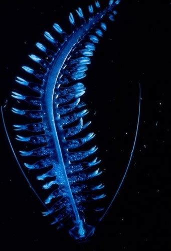 This Deep Sea Alien Worm Tomopteris Is Utterly Captivating Featured