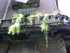 ¿dispones de un balcón o terraza y te gustaría decorarlos con plantas con flores colgantes llamativas? Plantas colgantes de balcón :: Plantas colgantes para balcones :: Balcones verdes