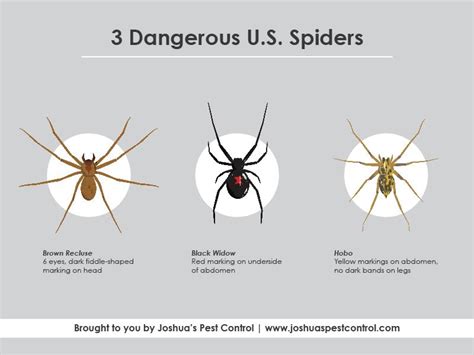 3 Dangerous Us Spiders Joshuas Pest Control
