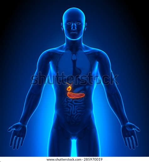 Gallbladder Male Organs Human Anatomy Stock Illustration 285970019