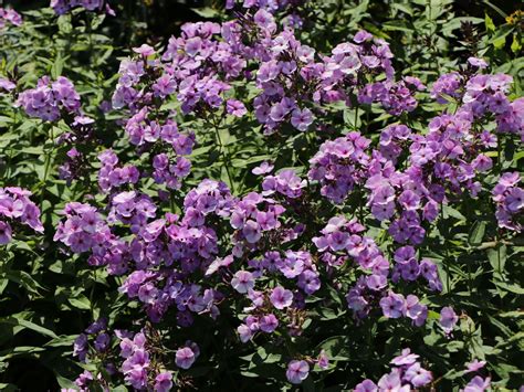 Die dichten teppiche sind von april bis juni mit unzähligen blüten übersät und werden zum blickfang im garten! Hohe Garten Flammenblume 'Jeff's Blue' - Phlox paniculata ...