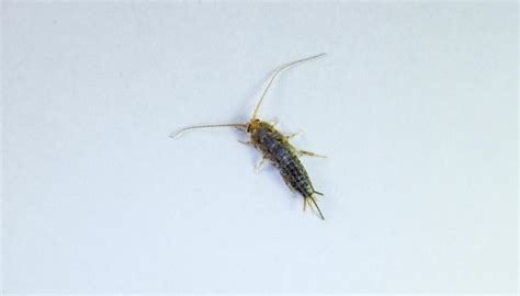 Are Silverfish Bad For Your Home Or Are They A Nuisance
