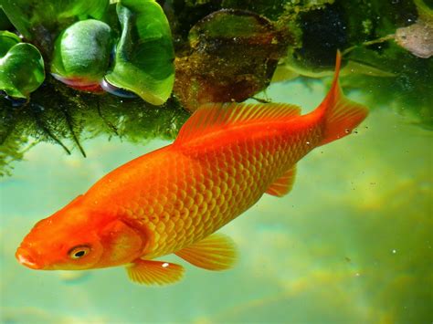 Heboh Sketsa Gambar Aquarium Ikan Png Sketsakusd