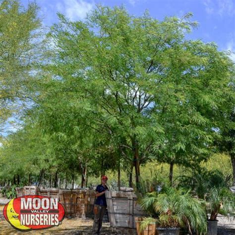 Chilean Mesquite Mesquite Tree Water Wise Landscaping Drought
