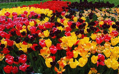 Tulip Flower Garden Hd Desktop Wallpapers 4k Hd