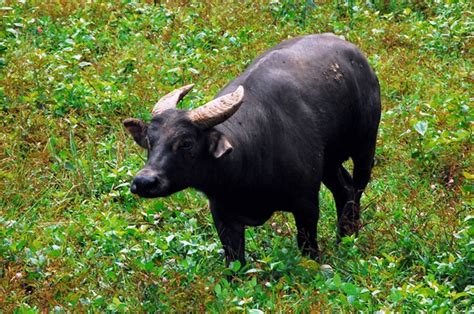 Tamaraw Alchetron The Free Social Encyclopedia