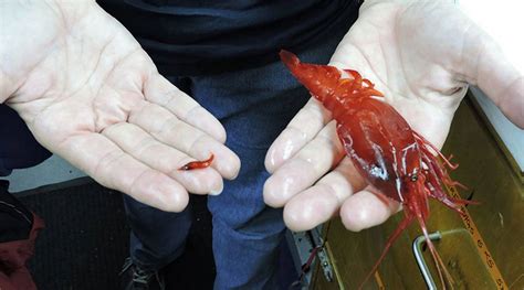 Giant Shrimp Found By Deep Sea Explorers Off Southeastern Us Fort