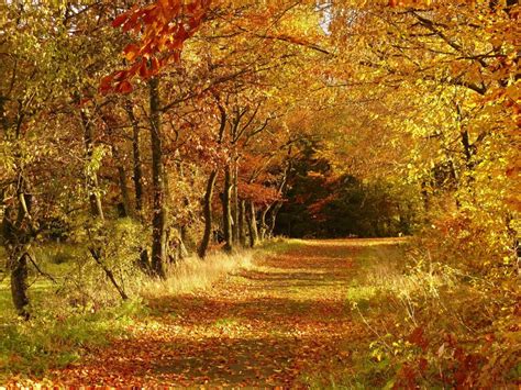 Free Picture Leaf Wood Landscape Nature Tree Autumn Forest Trail