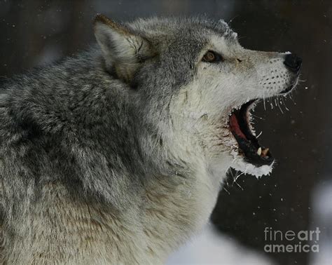 Howling Gray Wolf Photograph By Inspired Nature Photography Fine Art