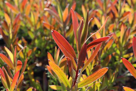 Find another word for red. Leucadendron 'Silvan Red' | Native Sons Wholesale Nursery