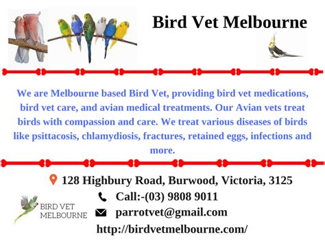 Bird Vet Melbourne Bird Vet Melbourne Rveterinarians