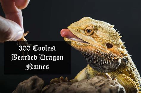 300 Cool And Cute Female And Male Bearded Dragon Names