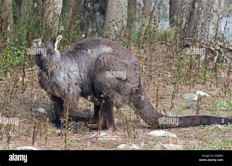 Beautiful Male Wallaroo Macropus Robustus In The Wild Large Muscular
