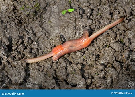 Earthworm Mating Lumbricus Terrestris Stock Photo Image Of
