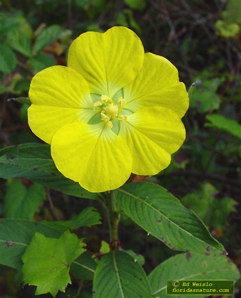 Martha Olsen Yellow Flowering Plants In Florida Plant Details Flip