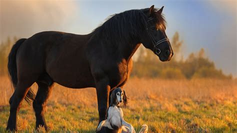 Black Horse And Dog Are Standing On Green Grass Hd Horse Wallpapers