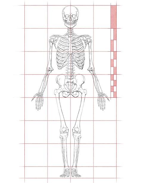 Human Anatomy Drawing Proportions Proportions Drawing Female Figure
