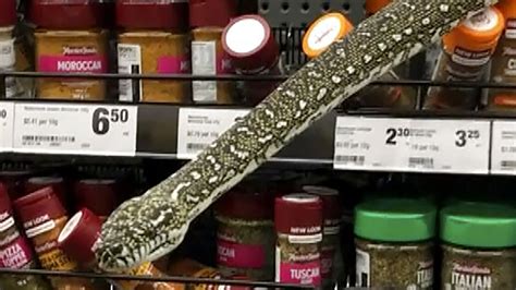 Snake In Grocery Store