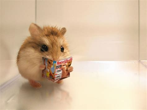 Cute Hamster Wallpapers Top Hình Ảnh Đẹp