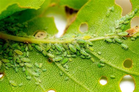 How To Identify And Control Common Lettuce Pests Gardeners Path