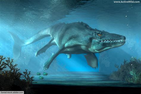 Mosasaurus Facts And Pictures Late Cretaceous Marine ргedаtoг